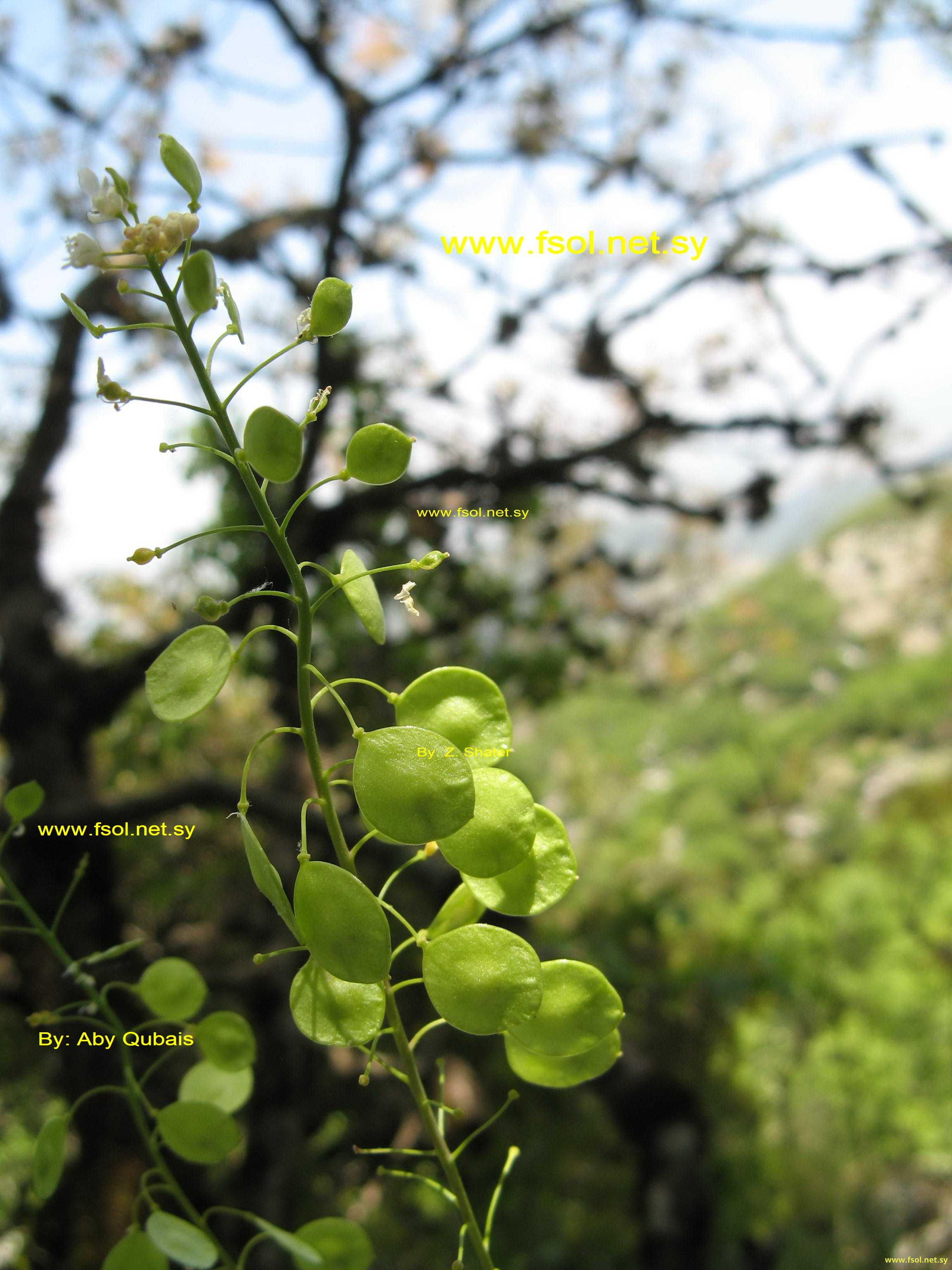 Peltaria angustifolia D.C.